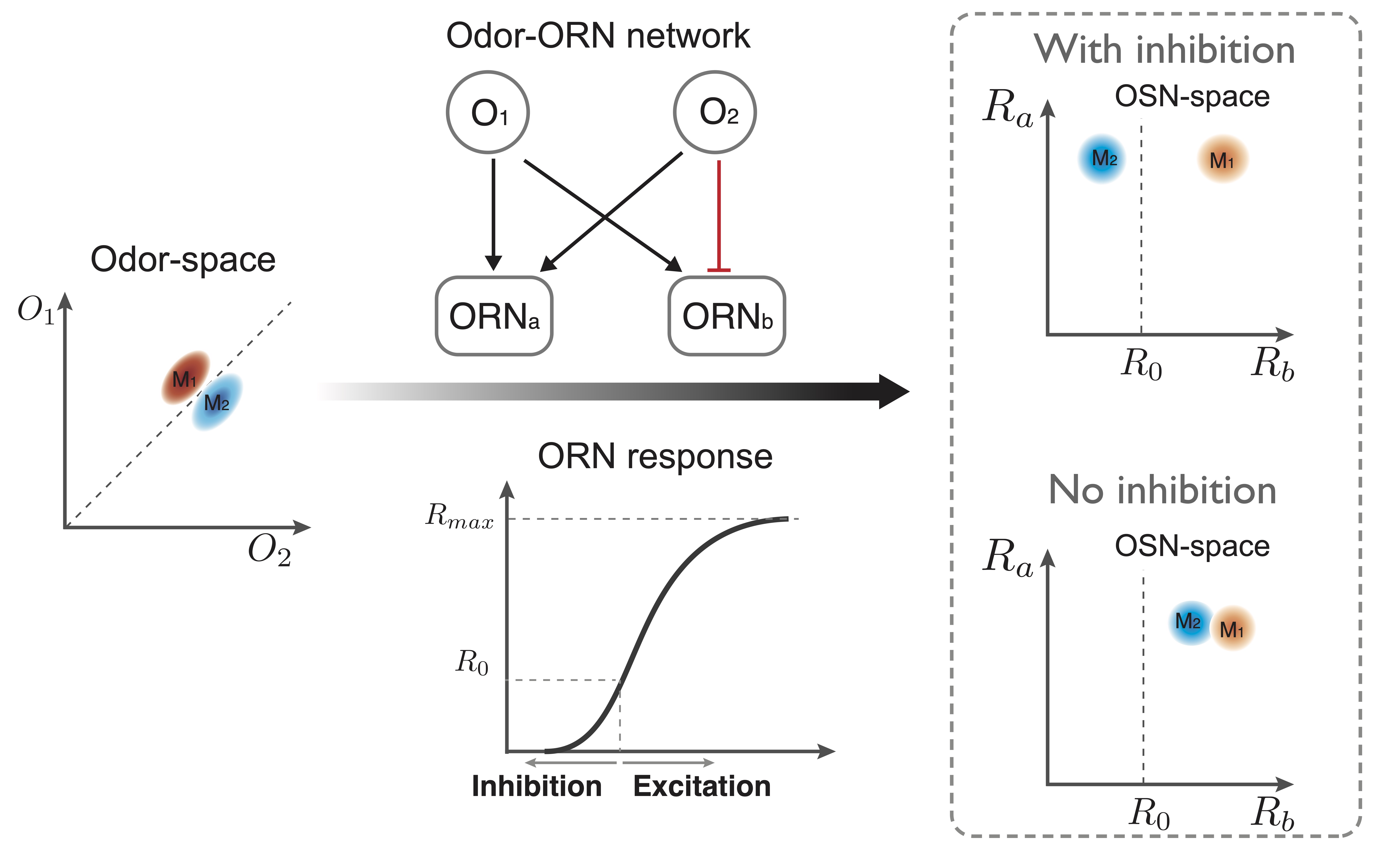 Illustration of bi-directional coding with odor-evoked inhibition