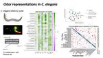 Odor representation in C. elegans