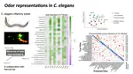 Odor representation in C. elegans