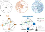 Internal state dependent olfactory behavior