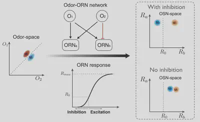 Illustration of bi-directional coding with odor-evoked inhibition