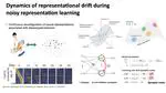 Representational drift