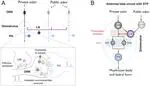 Short-term plasticity in early olfactory information processing